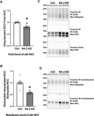 The E3 ubiquitin-protein ligase Nedd4-2 regulates the sodium chloride cotransporter NCC but is not required for a potassium-induced reduction of NCC expression